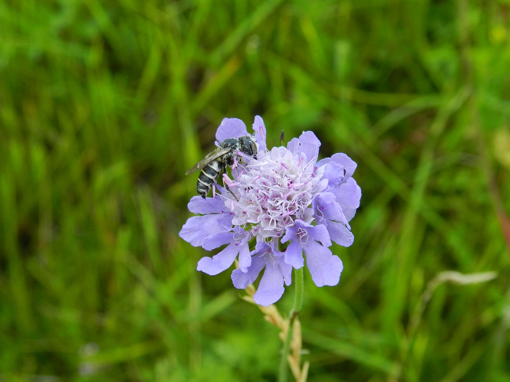 Apidae Megachilinae: Coelioxys sp.